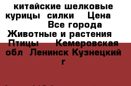 китайские шелковые курицы (силки) › Цена ­ 2 500 - Все города Животные и растения » Птицы   . Кемеровская обл.,Ленинск-Кузнецкий г.